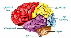 تقویت حافظه ،تمرکز ، مغز ، یادگیری ، قدرت مغز ،روانشناسی ، منیژه حاتمی ، بهترین روانشناس ، احساسات ، مغزت